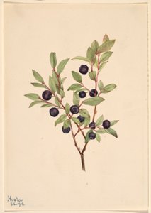 Myrtille à gros fruits (Vaccinium membranaceum)