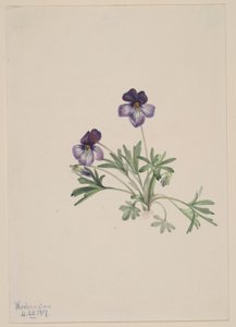 Violette à pied d