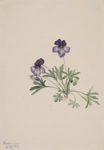 Violette pédatée, 1917 - Mary Vaux Walcott