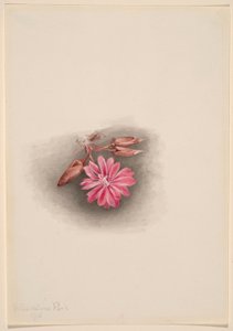 Lewisia redivivivia (Bitterroot) - Mary Vaux Walcott
