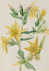 Mentzelia laevicaulis, vers 1930 - Mary Vaux Walcott