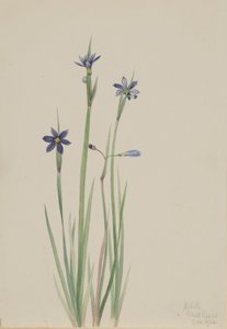 Sisyrinchium angustifolium (Sisyrinchium angustifolium) - Mary Vaux Walcott