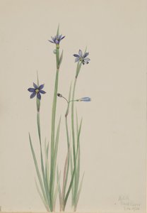 Herbe aux yeux bleus Sisyrinchium angustifolium, 1920 - Mary Vaux Walcott