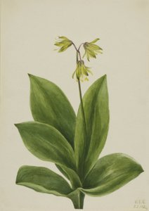 Perle bleue (Clintonia borealis) - Mary Vaux Walcott
