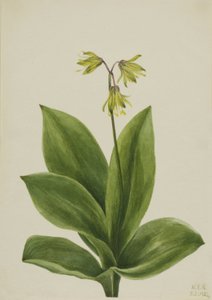 Clintonia borealis à perles bleues, 1924 - Mary Vaux Walcott