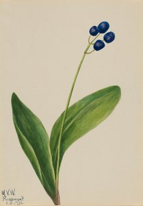 Clintonie boréale, 1932 - Mary Vaux Walcott