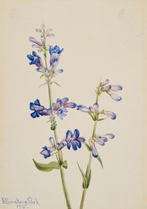 Barbe-bleue, 1915 - Mary Vaux Walcott