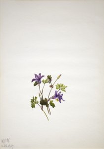 Ancolie bleue (Aquilegia saximontana) - Mary Vaux Walcott