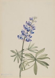 Lupin bleu Lupinus argenteus, 1915 - Mary Vaux Walcott