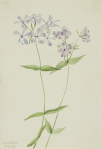 Phlox bleu (Phlox divaricata) - Mary Vaux Walcott