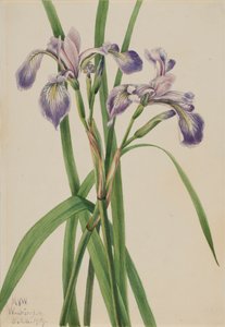 Iris versicolore - Mary Vaux Walcott