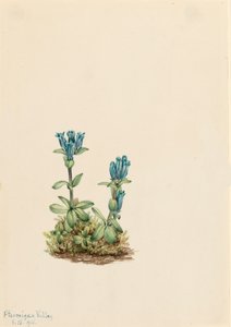Gentiane glauque