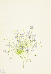 Bluets (Houstonia serpyllifolia) - Mary Vaux Walcott