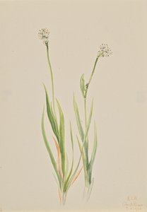 Tofieldie intermédiaire, 1920 - Mary Vaux Walcott