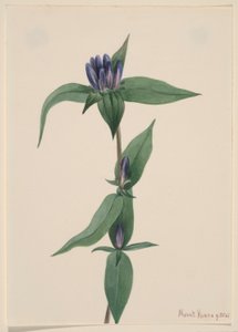 Gentiane bouteille (Gentiana saponaria) - Mary Vaux Walcott