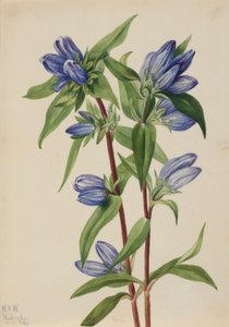 Gentiane bouteille (Gentiana saponaria)