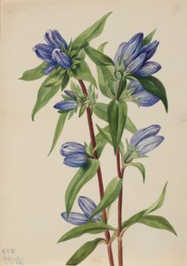 Gentiane bouteille, 1924