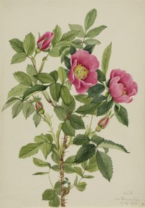 Bourgeau Rose (Rosa bourgeauiana) - Mary Vaux Walcott