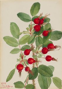 Rose de Bourgeau Rosa bourgeauiana, 1923 - Mary Vaux Walcott