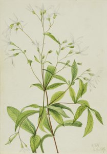 Porteranthus trifoliatus (Bowmansroot) - Mary Vaux Walcott