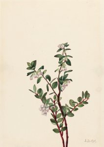 Box Huckleberry (Gaylussacia brachycera) - Mary Vaux Walcott