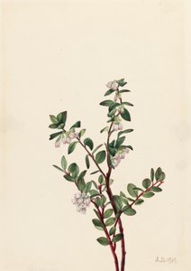 Box Huckleberry Gaylussacia brachycera, 1919 - Mary Vaux Walcott