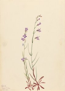 Lobélie des ruisseaux (Lobelia kalmii) - Mary Vaux Walcott