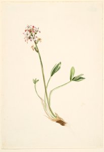 Haricot (Menyanthes trifoliata) - Mary Vaux Walcott