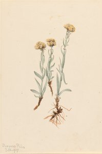 Antennaria luzuloides, 1917 - Mary Vaux Walcott