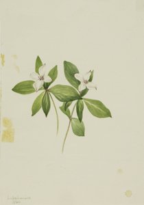 Cornouiller (Cornus canadensis) - Mary Vaux Walcott