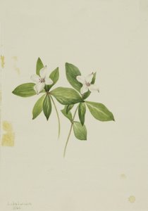 Cornouiller du Canada, 1902 - Mary Vaux Walcott