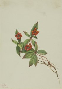 Cornouiller du Canada, 1916 - Mary Vaux Walcott