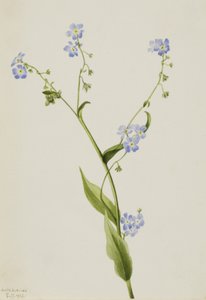 Myosotis des champs Lappula diffusa, 1903 - Mary Vaux Walcott