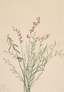 Astragale de Burgess Astragalus bourgovii, 1922