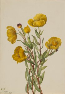 Boussole (Dendromecon rigidum) - Mary Vaux Walcott