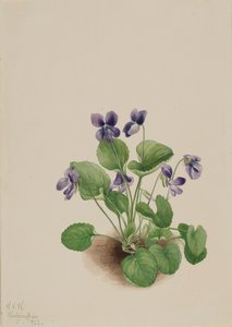 Violette papillon Viola papilionacea, 1923 - Mary Vaux Walcott