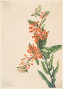 Herbe à papillon (Ascelpias tuberosa) - Mary Vaux Walcott