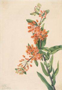 Herbe à papillon Asclepias tuberosa, 1919