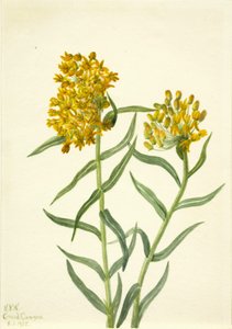 Herbe à papillons Asclepias tuberosa - Mary Vaux Walcott