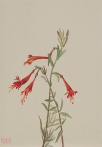 Fuschia de Californie (Zauschneria californica) - Mary Vaux Walcott