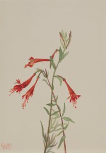 Fuchsia de Californie Zauschneria californica, 1936 - Mary Vaux Walcott