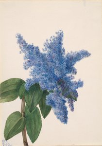 Lilas de Californie Ceanothus thyrsiflorus
