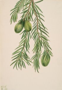 Noisetier de Californie Tumion californicum - Mary Vaux Walcott