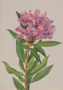 Rhododendron californien (Rhododendron californicum) - Mary Vaux Walcott