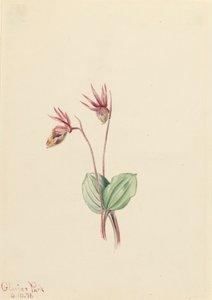 Calypso Cytherea bulbosa, 1916