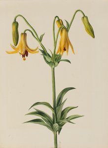 Lys du Canada Lilium canadense, 1878