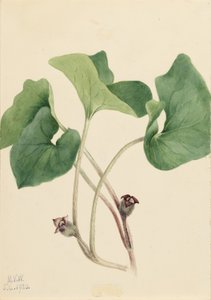 Gingembre sauvage du Canada (Asarum canadense) - Mary Vaux Walcott