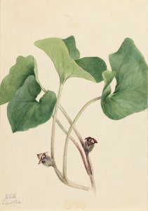 Gingembre sauvage du Canada Asarum canadense, 1920 - Mary Vaux Walcott