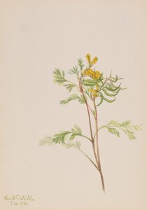 Capnoides aureum, 1918 - Mary Vaux Walcott
