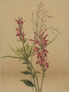 Cardinal Lobelia cardinalis, 1878 - Mary Vaux Walcott
